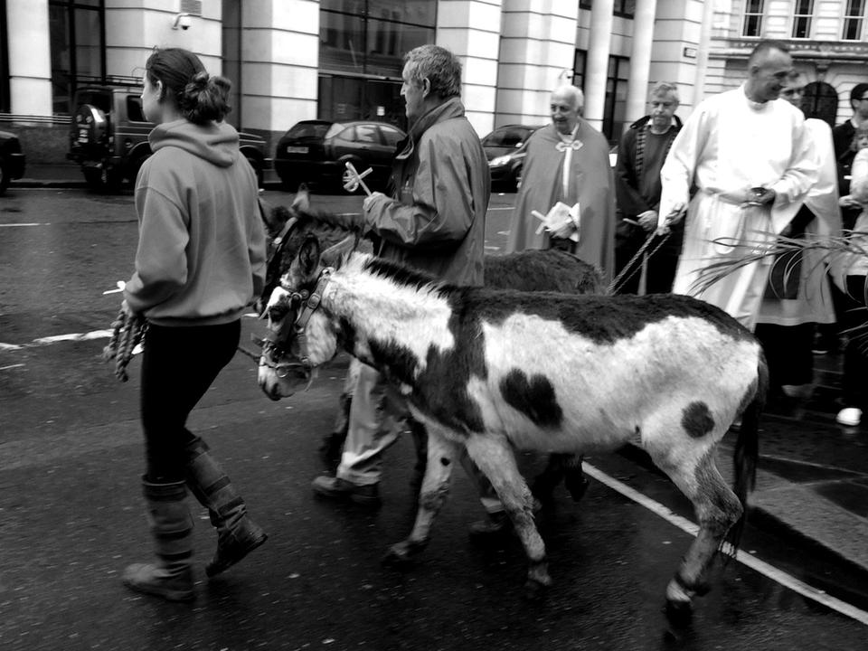 A spotted donkey walking with handlers and clergy along the street.