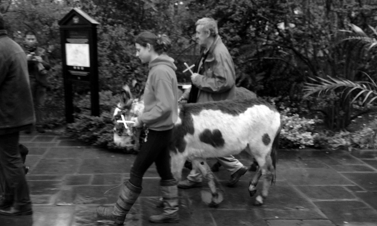 Two handlers leading a small spotted donkey along a wet path.