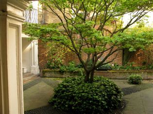 The leafy tree and planted beds in the enclosed church courtyard.